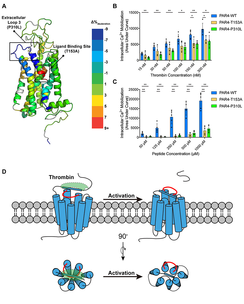 Protease Activated Receptor 4 Activation Requires a Coordinated ...